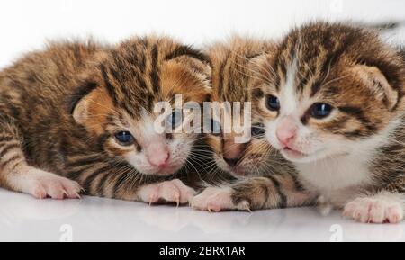 Trois adorables chats de chat portrait isolés sur fond blanc Banque D'Images