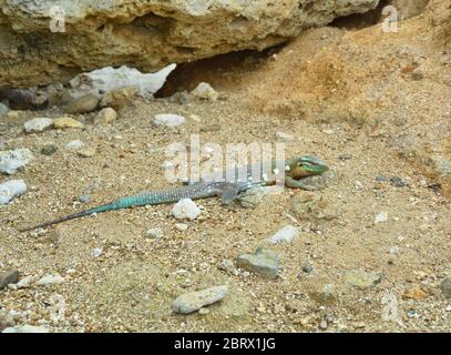 Le lézard bleu Ã queue de cheval Cnemidophorus murinus vivant Ã Curaçao Banque D'Images