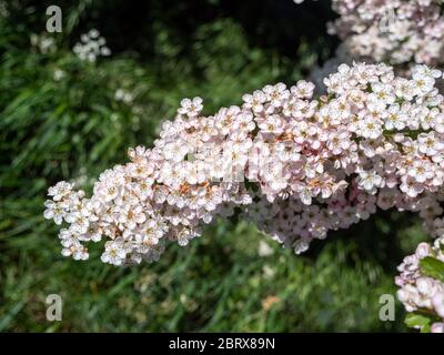 Un gros plan des fleurs rose pâle ou de la fleur d'un arbre de l'aubépine commun ou de mai arbre au Royaume-Uni dans le srping. Banque D'Images