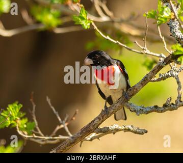 Grosebeak aux brises de roses perchée sur la branche d'un arbre dans les bois. Banque D'Images