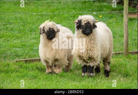 Valais blacknknose ewes, Cumbria, Royaume-Uni. Banque D'Images