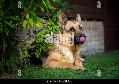 Berger allemand chien alsacien léchant ses lèvres Banque D'Images