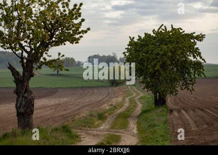 Une route de campagne parmi les champs de maïs vert et les arbres, polonais village près de Gniezno. Banque D'Images