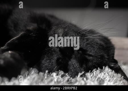 Joli chat noir dormant avec la tête à l'envers. Photo rapprochée de la chaleur qui repose sur le tapis. Banque D'Images