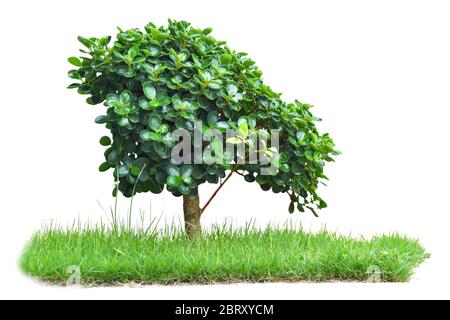 Arbre vert sur herbe isolé sur fond blanc. Avec chemin de coupure (arbre de Fucus annulata Blume) Banque D'Images