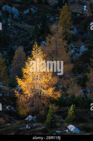 Automne mélèze dans le premier matin lumière du soleil sur la pente sombre dans l'ombre. Vue sur les montagnes des Alpes depuis le sentier de randonnée. Voyage pittoresque, randonnée, se Banque D'Images