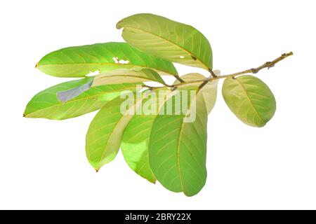 Feuilles vertes sur branche isolées sur fond blanc. Avec masque. Banque D'Images