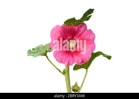 Rose hollyhock (Alcea rosea) avec des gouttes de rosée isolées sur fond blanc. Avec chemin de coupe Banque D'Images