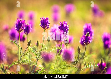 trèfle de prairie fleurs violettes croissant dans un champ ensoleillé Banque D'Images