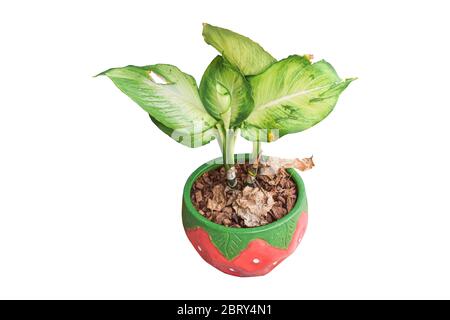 Dieffenbachia tropical dans le pot isolé sur fond blanc. Objet avec masque. Banque D'Images