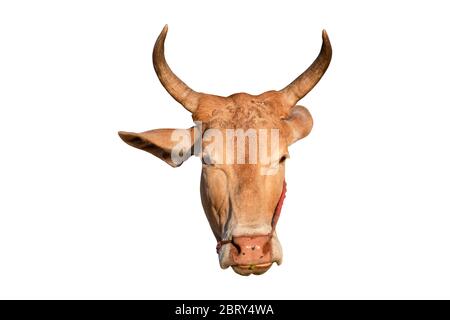 Gros plan de la tête de vache avec corne isolé sur fond blanc. Objet avec masque. Banque D'Images