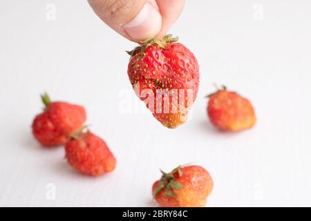 Homme tenant laides de fraisier frais bio, espace de copie Banque D'Images