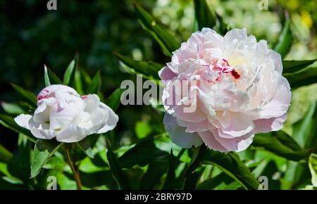 Paeonia lactiflora 'Temple de Shirley' (pivoine) Banque D'Images