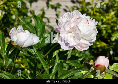 Paeonia lactiflora 'Temple de Shirley' (pivoine) Banque D'Images