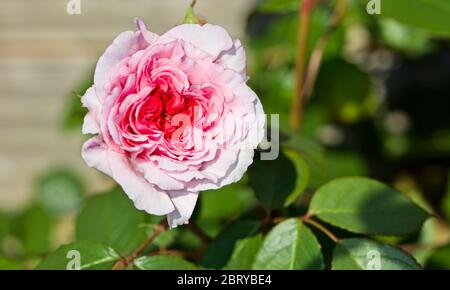 James Galway (Auscrystal) - Anglais rosier grimpant Banque D'Images