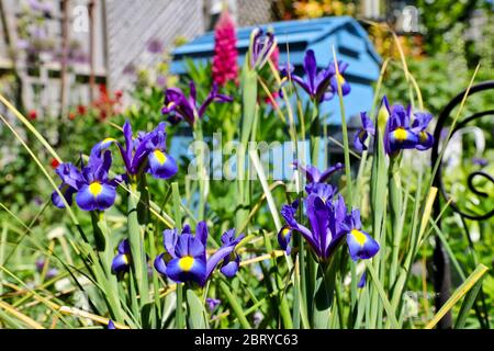 Beauté Saphir Iris (Dutch Iris) Banque D'Images