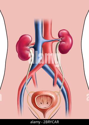 Dessin anatomique du tronc urinaire. Illustration numérique. Banque D'Images