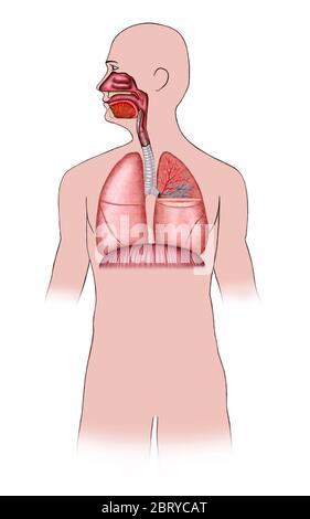 Système respiratoire humain. Illustration numérique. Banque D'Images