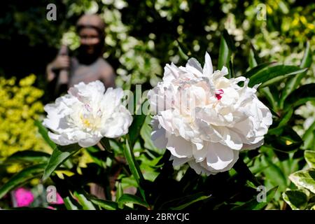 Paeonia lactiflora 'Temple de Shirley' (pivoine) Banque D'Images