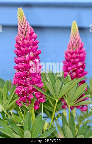 Lupinus 'Gallery Red' (série Gallery) Lupin Banque D'Images