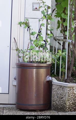 plantes dans un immense pot Banque D'Images