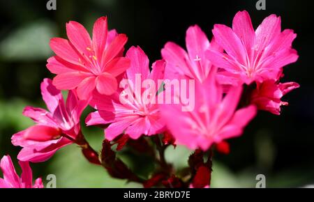 Lewisia ‘Safira Rouge’ Banque D'Images