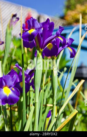 Beauté Saphir Iris (Dutch Iris) Banque D'Images