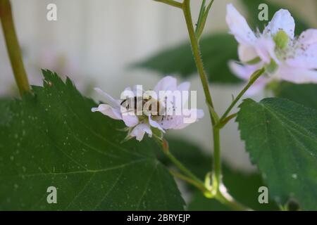 abeille sur des mûres en fleurs Banque D'Images