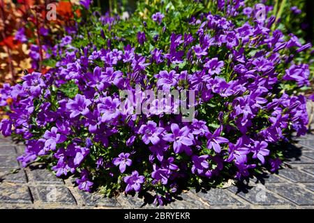 Campanula portenschlagiana Bellflower Banque D'Images