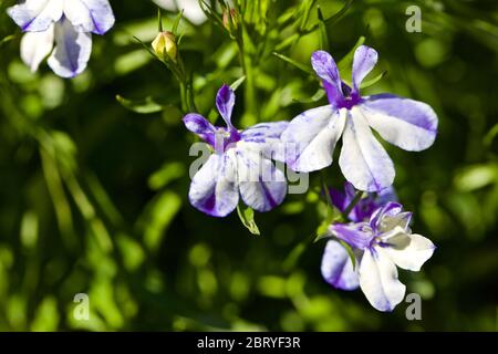 Lobelia «Techno Up Blue Delft» Banque D'Images