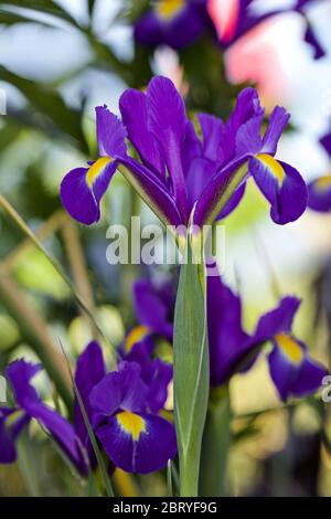 Beauté Saphir Iris (Dutch Iris) Banque D'Images