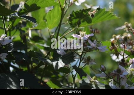abeille sur des mûres en fleurs Banque D'Images