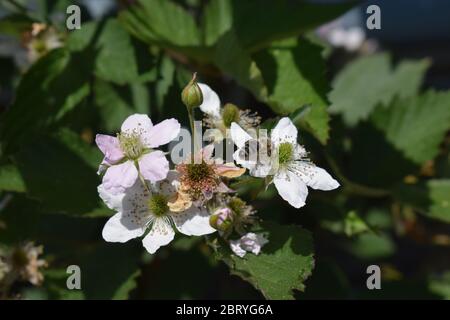 abeille sur des mûres en fleurs Banque D'Images