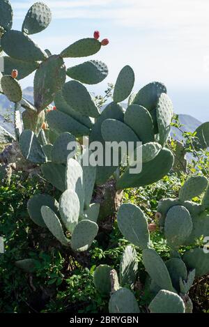 Vue sur le cactus Opuntia, succulents , montagnes Anaga , Ténérife, Espagne Banque D'Images