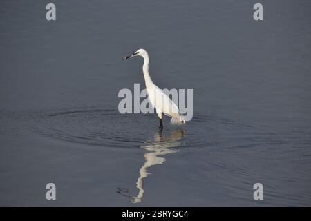 Un Egret indien est debout au milieu du lac à la recherche de poissons Banque D'Images