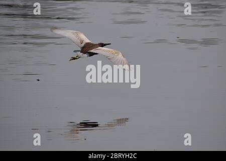 Un Heron de l'étang indien vole juste au-dessus de l'eau du lac Banque D'Images