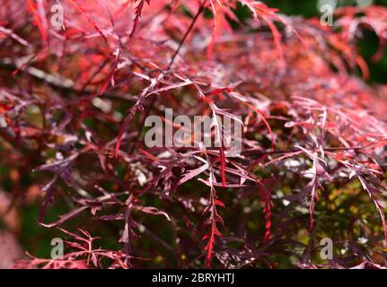 Feuilles d'un petit érable japonais rouge Banque D'Images