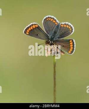 Un papillon Argus brun femelle (Aricia agestis) le basage avec ses ailes ouvertes Banque D'Images