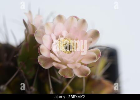 fleur de cactus d'ymnocalycium sur fond blanc Banque D'Images