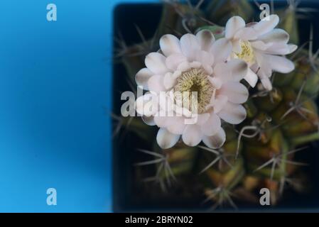 fleur de cactus ymnocalycium sur fond bleu avec espace de copie pour le texte Banque D'Images