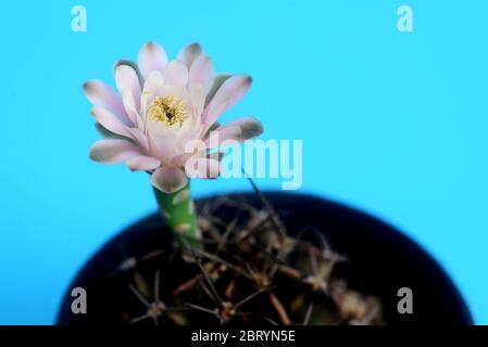 fleur de cactus ymnocalycium sur fond bleu avec espace de copie pour le texte Banque D'Images