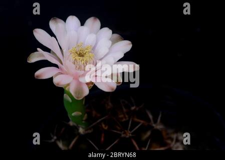 fleur de cactus ymnocalycium sur fond noir avec espace de copie pour le texte Banque D'Images