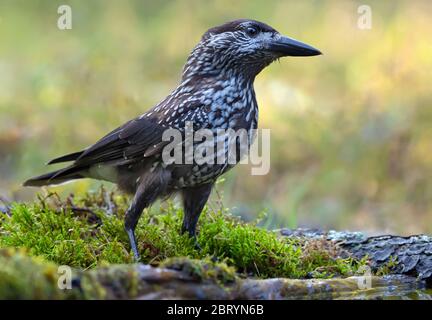 Casse-noisette tacheté eurasien (Nucifraga caryocatactes) posé sur un sol de mousse dans une forêt sombre Banque D'Images