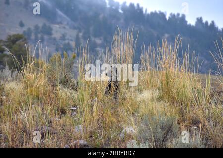 Un petit ours grizzli debout pour avoir une meilleure vue par temps pluvieux et pluvieux. La photo a été prise à Lamar Valley dans le parc national de Yellowstone. Banque D'Images