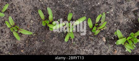 Petits semis de betteraves dans le potager Banque D'Images