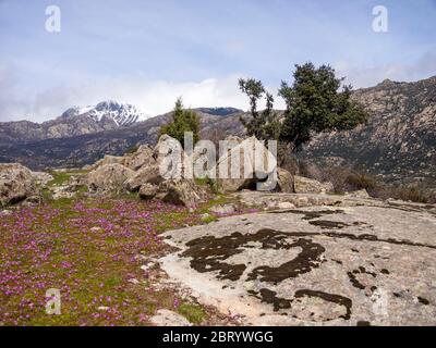 Paisaje con flores en la Sierra de Guadarrama. Madrid. Espagne Banque D'Images