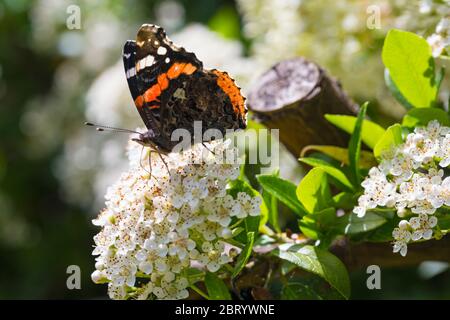 Bournemouth, Dorset, Royaume-Uni. 22 mai 2020. Météo au Royaume-Uni: Insectes occupés dans le jardin se nourrissant de fleurs pendant les intervalles ensoleillés - papillon de l'amiral rouge, Vanessa atalanta, sur les fleurs de Pyracantha. Crédit : Carolyn Jenkins/Alay Live News Banque D'Images