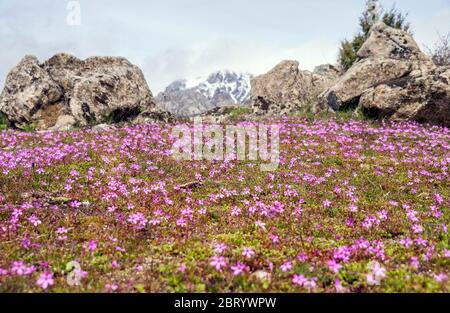 Paisaje con flores en la Sierra de Guadarrama. Madrid. Espagne Banque D'Images