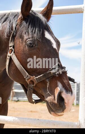 Cheval avec bride sur la nature. Photo verticale sur le foal Banque D'Images