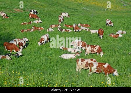 Troupeau de vaches Montbéliarde paissant dans un pâturage du plateau de Cezallier, Puy-de-Dôme, Auvergne, massif-Central, France Banque D'Images